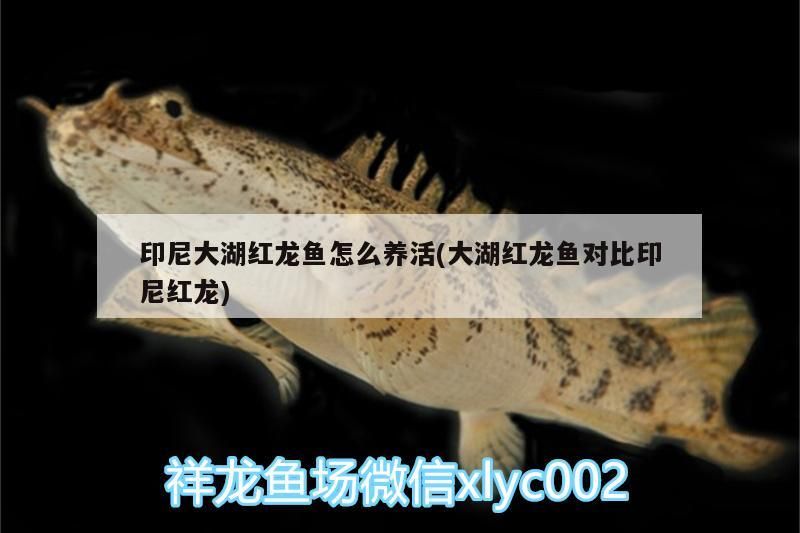印尼大湖紅龍魚(yú)怎么養(yǎng)活(大湖紅龍魚(yú)對(duì)比印尼紅龍)