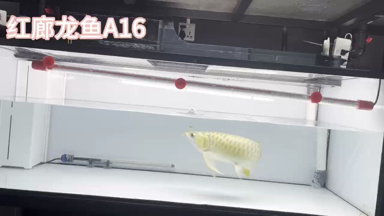 大湖紅龍：#現場實拍#觀賞魚#紅龍45公分大七鰭