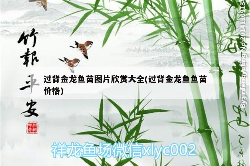 過(guò)背金龍魚苗圖片欣賞大全(過(guò)背金龍魚魚苗價(jià)格)
