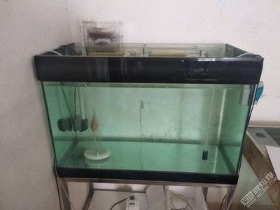 80魚缸鋪底砂需要多少斤：80魚缸鋪底砂的量主要取決于魚缸的尺寸、底砂的種類和厚度