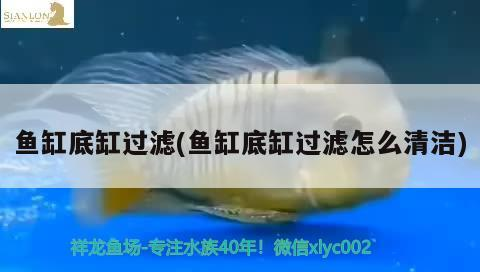 龍魚是熱帶魚嗎為什么（ 龍魚是熱水魚還是冷水魚）