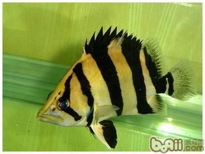 泰國虎魚觀賞價值評估，泰國虎魚與相似品種對比泰國虎魚價格波動原因分享 泰國虎魚觀賞價值評估，泰國虎魚與相似品種對比泰國虎魚價格波動原因分享 虎魚百科 第2張