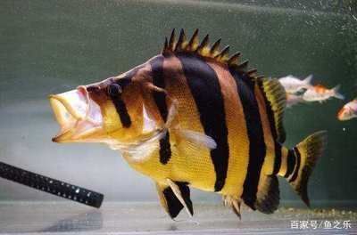 泰國虎魚觀賞價值評估，泰國虎魚與相似品種對比泰國虎魚價格波動原因分享 泰國虎魚觀賞價值評估，泰國虎魚與相似品種對比泰國虎魚價格波動原因分享 虎魚百科 第3張