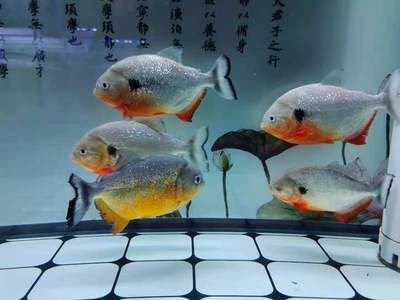 觀賞魚大白片學名叫什么（觀賞魚大白片是一種專門用于治療觀賞魚疾病的藥物）