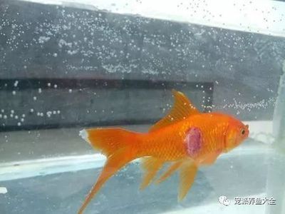觀賞魚大白片學名叫什么（觀賞魚大白片是一種專門用于治療觀賞魚疾病的藥物）