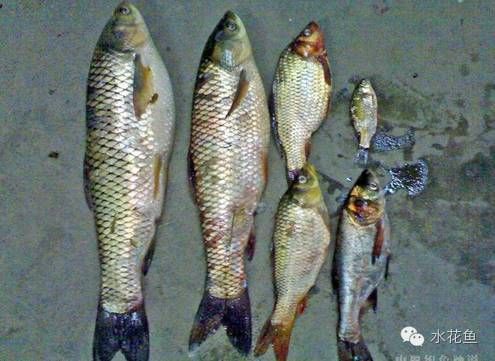 怎樣清除魚缸壁上的水垢，實用方法與預防技巧
