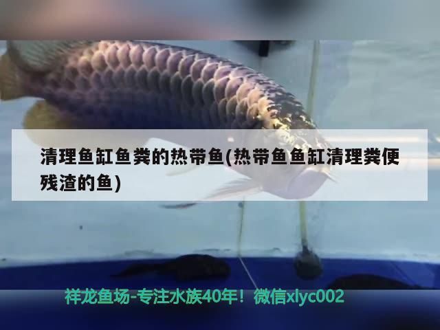 清理魚缸魚糞的熱帶魚(熱帶魚魚缸清理糞便殘?jiān)聂~)