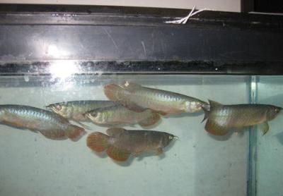 風水布局指南,怎樣布藏風納氣招財局,打造旺財家居 龍魚百科 第3張 風水布局指南,怎樣布藏風納氣招財局,打造旺財家居 風水布局指南,怎樣布藏風納氣招財局,打造旺財家居 龍魚百科 第3張