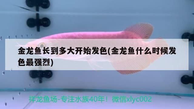 金龍魚長到多大開始發色(金龍魚什么時候發色最強烈) 金龍魚長到多大開始發色(金龍魚什么時候發色最強烈) 錦鯉魚百科