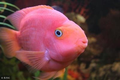 家里養魟魚好嗎：家里養的魚好嗎