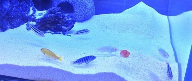 水族館裝飾(水族館的裝飾設計是提升游客體驗的關鍵因素之一) 水族館百科(水族館加盟) 第5張 水族館裝飾(水族館的裝飾設計是提升游客體驗的關鍵因素之一) 水族館裝飾(水族館的裝飾設計是提升游客體驗的關鍵因素之一) 水族館百科(水族館加盟) 第5張