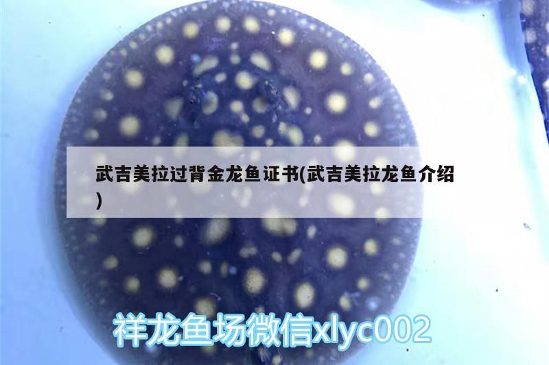 武吉美拉過背金龍魚證書(武吉美拉龍魚介紹)
