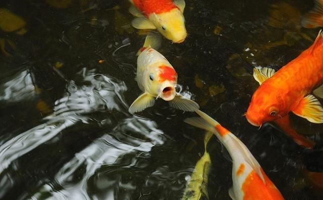 怎么確定母魚要生產了？觀察這些關鍵跡象