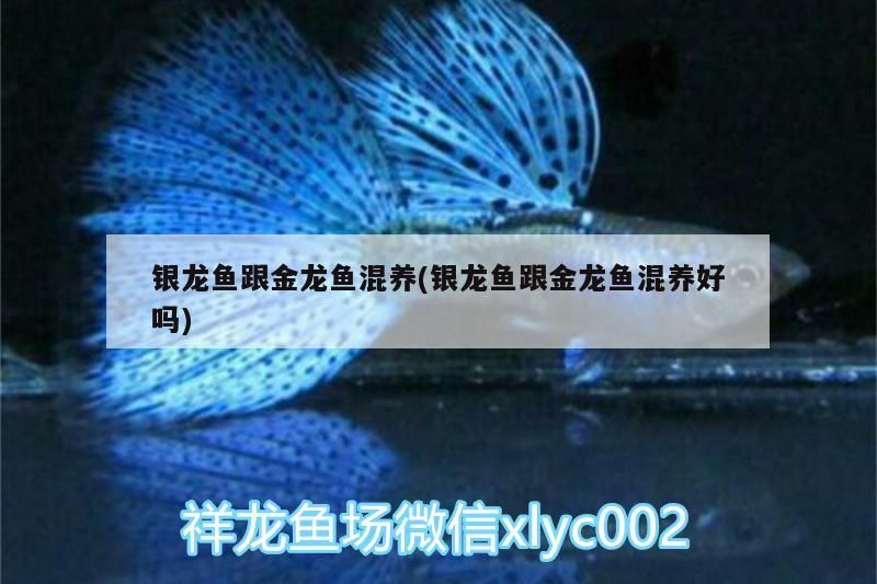 銀龍魚跟金龍魚混養(銀龍魚跟金龍魚混養好嗎)