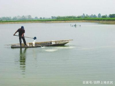 怎么判斷魚餓了？觀察這些關鍵信號