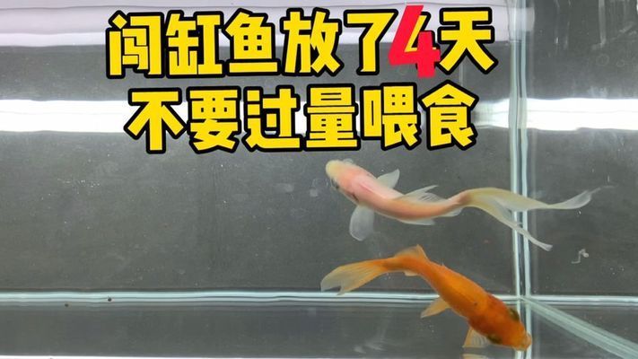 滕州市龍泉龍魚之家水族館（滕州市龍泉龍魚之家水族館電話）