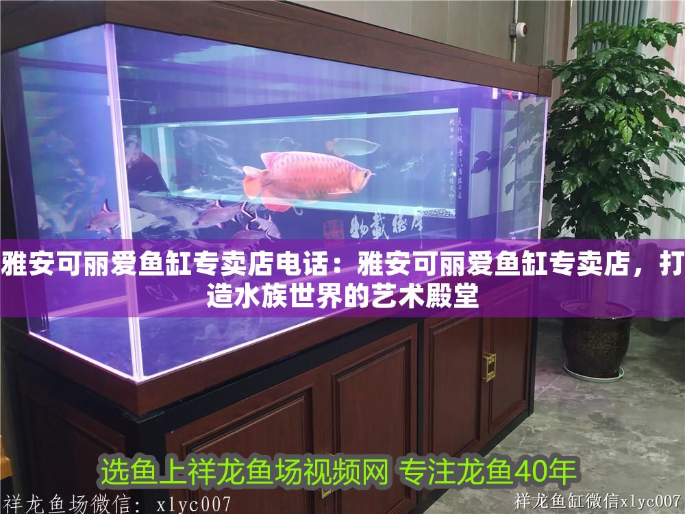 雅安可麗愛魚缸專賣店電話:雅安可麗愛魚缸專賣店,打造水族世界的藝術殿堂 iwish愛唯希品牌魚缸 第1張 雅安可麗愛魚缸專賣店電話:雅安可麗愛魚缸專賣店,打造水族世界的藝術殿堂 雅安可麗愛魚缸專賣店電話:雅安可麗愛魚缸專賣店,打造水族世界的藝術殿堂 iwish愛唯希品牌魚缸 第1張