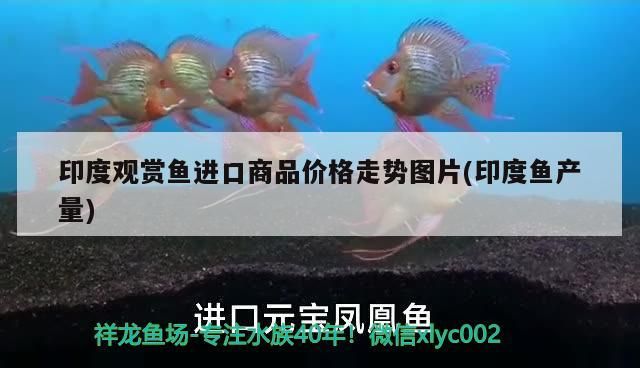 黃岡觀賞魚苗批發金魚市場地址電話多少 <strong><mark>湖北</mark></strong>黃岡魚苗批發市場