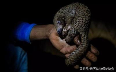 豬鼻龜保護級別標準:豬鼻龜保護等級劃分標準 豬鼻龜百科 第4張 豬鼻龜保護級別標準:豬鼻龜保護等級劃分標準 豬鼻龜保護級別標準:豬鼻龜保護等級劃分標準 豬鼻龜百科 第4張