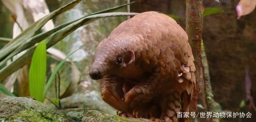 豬鼻龜保護級別標準:豬鼻龜保護等級劃分標準 豬鼻龜百科 第5張 豬鼻龜保護級別標準:豬鼻龜保護等級劃分標準 豬鼻龜保護級別標準:豬鼻龜保護等級劃分標準 豬鼻龜百科 第5張