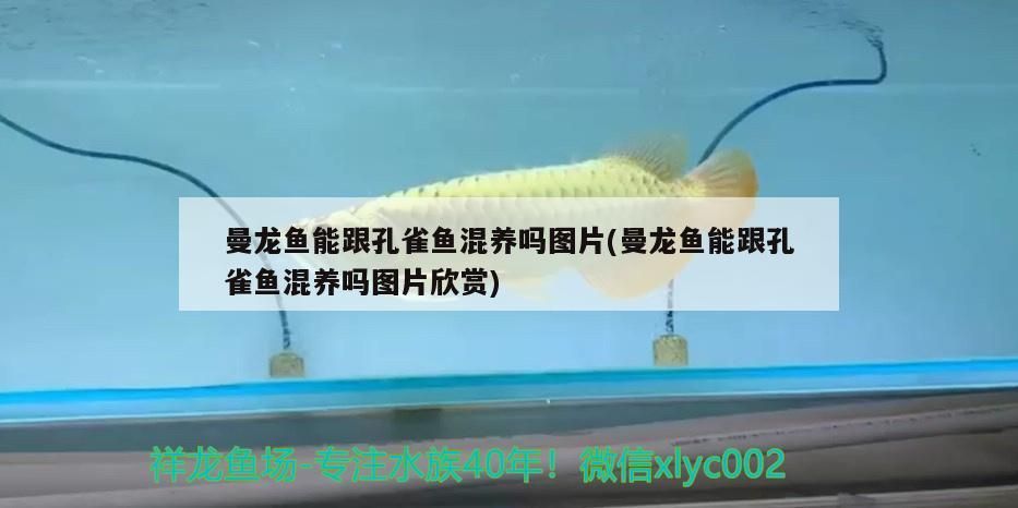 曼龍魚能跟孔雀魚混養嗎圖片(曼龍魚能跟孔雀魚混養嗎圖片欣賞)