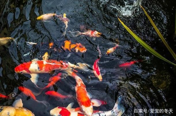 在家里養(yǎng)小烏龜對風水有什么說法嗎？
