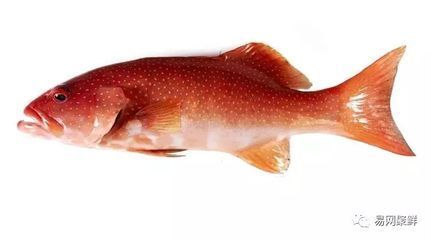 財(cái)位風(fēng)水指南，擺放這些物品，助你財(cái)運(yùn)亨通！