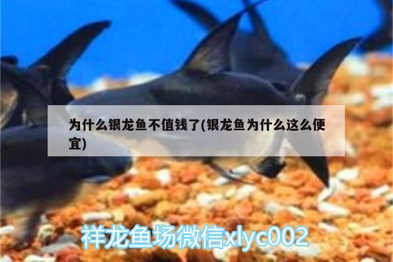 為什么銀龍魚不值錢了(銀龍魚為什么這么便宜)