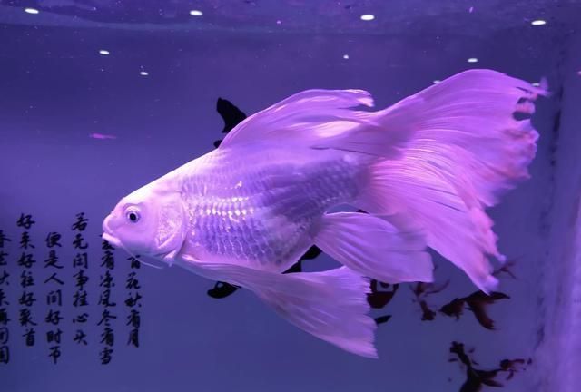 蝴蝶鯉球身,短身,長身哪個好（蝴蝶鯉體型差異主要體現在身型比例、魚鰭形態和飼養需求上） 蝴蝶鯉球身,短身,長身哪個好（蝴蝶鯉體型差異主要體現在身型比例、魚鰭形態和飼養需求上） 蝴蝶鯉百科 第2張