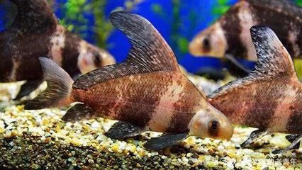 玉石魚在家中的最佳擺放方位及風(fēng)水講究