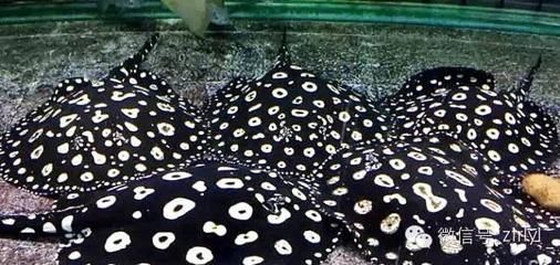 魟魚不吃東西一個月還有的救嗎：魟魚不吃東西一個月還有救嗎