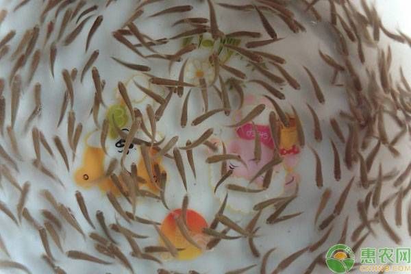 網上買的魚苗能養活嗎（網上購買的魚苗能否養活）