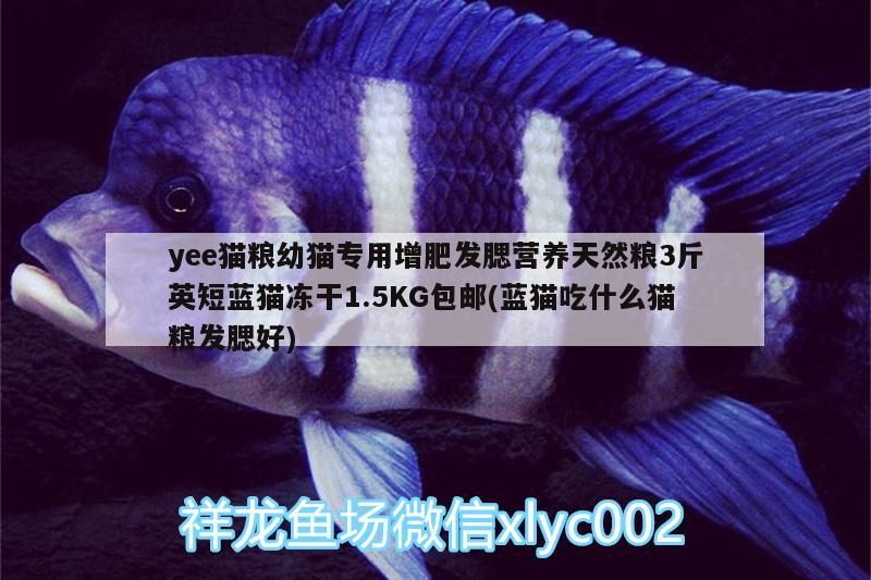 魚缸用增氧泵價格是多少:魚缸增氧機-xtrac增氧機-xtrac增氧機 yee貓糧幼貓專用增肥發腮營養天然糧3斤英短藍貓凍干1.5KG包郵(藍貓吃什么貓糧發腮好) yee yee貓糧幼貓專用增肥發腮營養天然糧3斤英短藍貓凍干1.5KG包郵(藍貓吃什么貓糧發腮好) yee貓糧幼貓專用增肥發腮營養天然糧3斤英短藍貓凍干1.5KG包郵(藍貓吃什么貓糧發腮好) yee