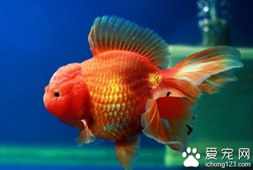 觀賞魚買什么好（如何選擇觀賞魚）
