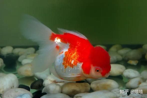 觀賞魚買什么好（如何選擇觀賞魚） 觀賞魚買什么好（如何選擇觀賞魚） 愛龍仕 第4張
