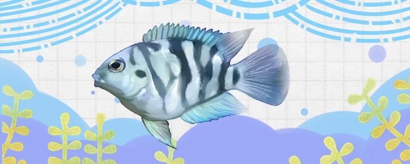 迷你鸚鵡繁殖后用不用和大魚(yú)隔離