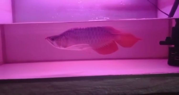 葫蘆島水族批發市場（ 葫蘆島海鮮水產批發市場在哪里）