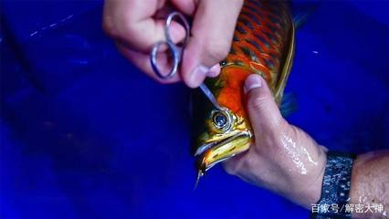 曲靖魚缸哪里買的到正宗魚（曲靖哪里有賣魚缸的） 曲靖魚缸哪里買的到正宗魚（曲靖哪里有賣魚缸的） 新加坡三巴旺