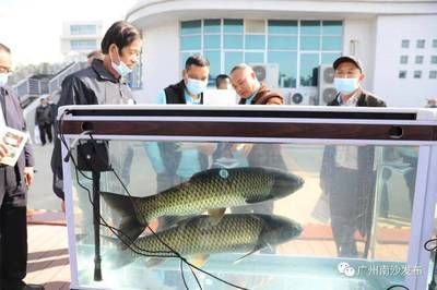 詳細(xì)閱讀:廣州觀賞魚(yú)養(yǎng)殖基地有哪些地方在建(關(guān)于廣州觀賞魚(yú)養(yǎng)殖基地在建的信息) 廣州觀賞魚(yú)養(yǎng)殖基地有哪些地方在建(關(guān)于廣州觀賞魚(yú)養(yǎng)殖基地在建的信息)
