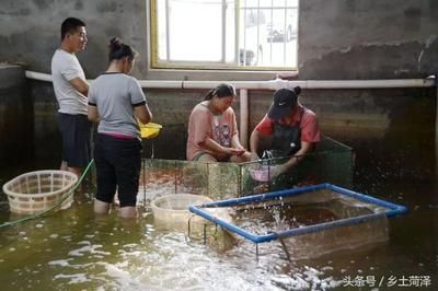 廣州觀賞魚養殖基地有哪些地方在建(關于廣州觀賞魚養殖基地在建的信息) 新加坡三巴旺 第4張 廣州觀賞魚養殖基地有哪些地方在建(關于廣州觀賞魚養殖基地在建的信息) 廣州觀賞魚養殖基地有哪些地方在建(關于廣州觀賞魚養殖基地在建的信息) 新加坡三巴旺 第4張