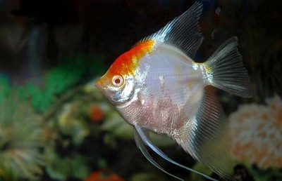 魚躍龍門，探尋魚最吉利的短句與文化寓意