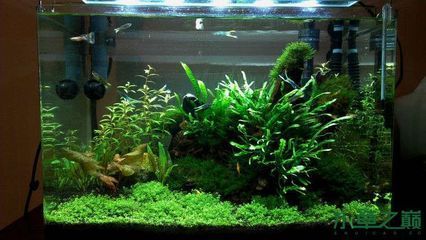 50公分魚缸造景圖片：50公分魚缸造景圖片及相關信息匯總