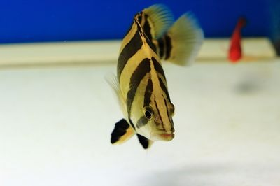 過背金龍魚眼睛是什么顏色的：過背金龍魚的眼睛顏色