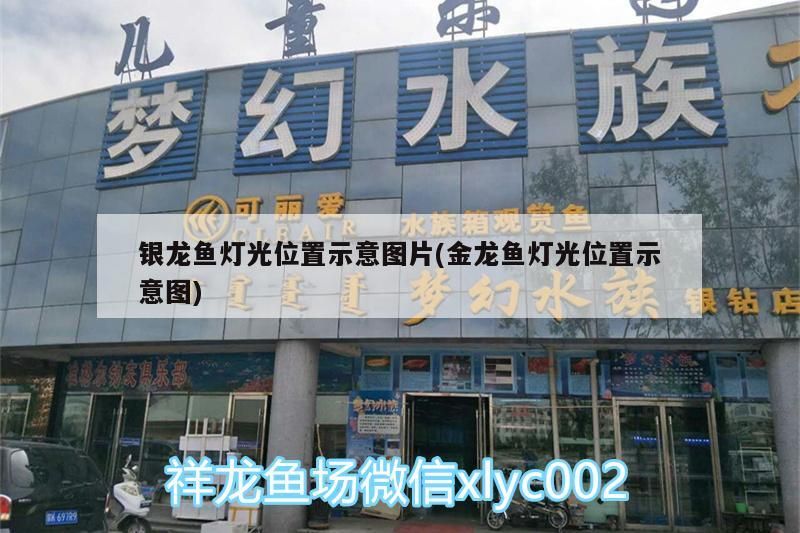 銀龍魚燈光位置示意圖片(金龍魚燈光位置示意圖) 銀龍魚燈光位置示意圖片(金龍魚燈光位置示意圖) 銀龍魚百科