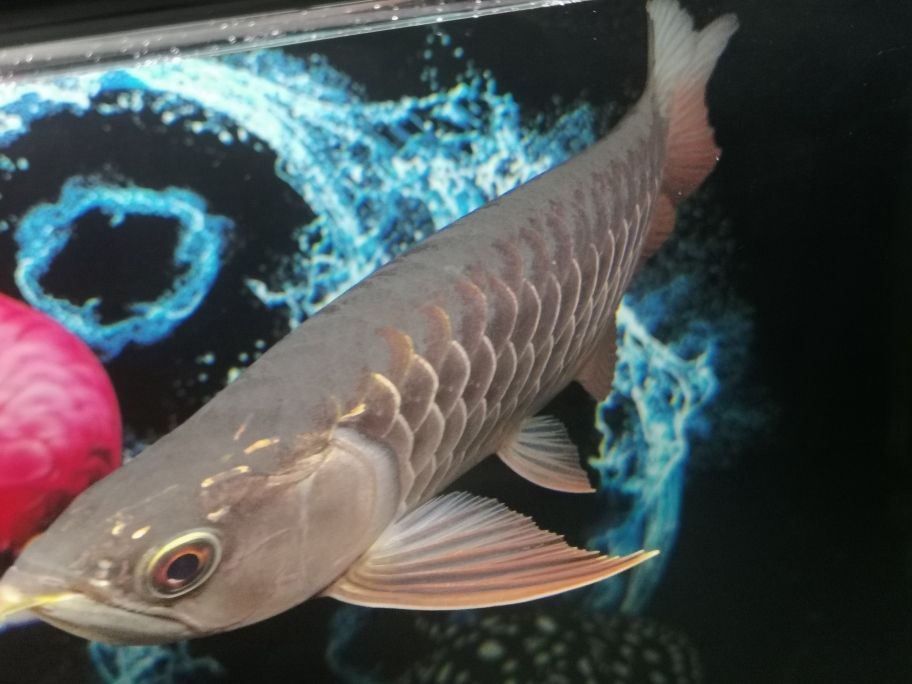 印尼紅龍魚多少錢一條合適的魚缸 印尼紅龍魚多少錢一條合適的魚缸呢