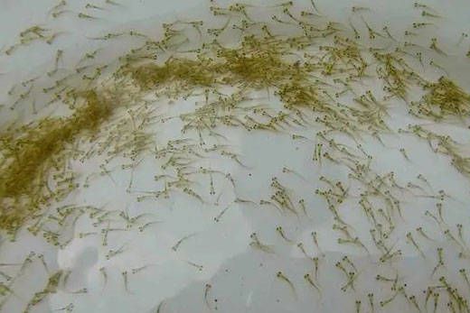 魚總是浮在水面上怎么回事？原因分析與解決方法