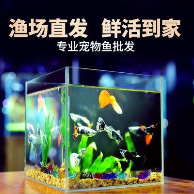 觀賞魚小型 淡水 好養冷水（小型淡水好養冷水觀賞魚）