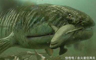 魚字打一準確動物，揭秘鱷字的由來 魚字打一準確動物，揭秘鱷字的由來 龍魚百科 第2張