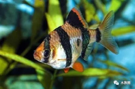 高端觀賞魚（觀賞魚市場現狀分析）