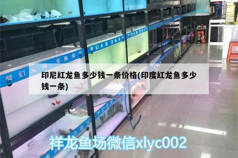 印尼紅龍魚多少錢一條價(jià)格(印度紅龍魚多少錢一條) 印尼紅龍魚多少錢一條價(jià)格(印度紅龍魚多少錢一條) 紅龍魚百科